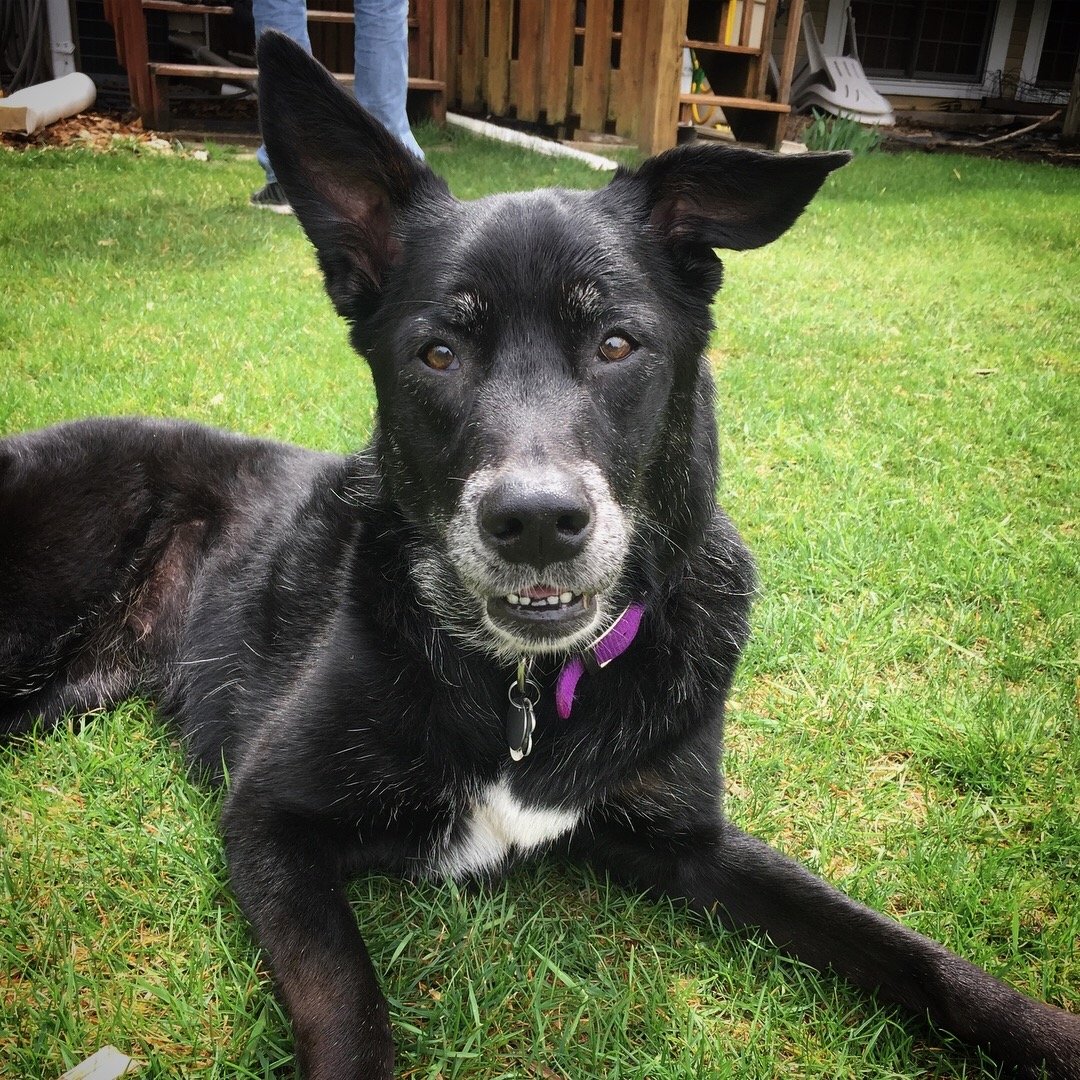 Holly, a dog Christy has cared for
