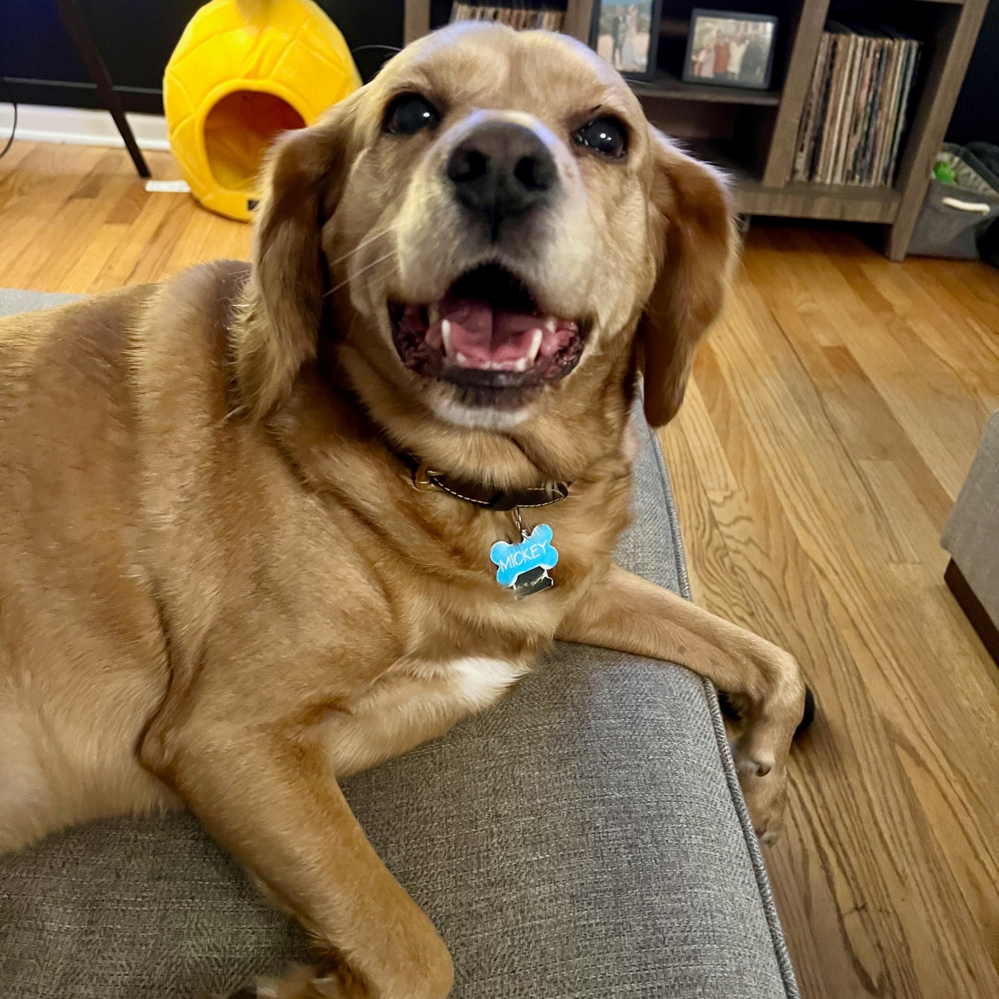 Mickey, a happy dog Christy has cared for