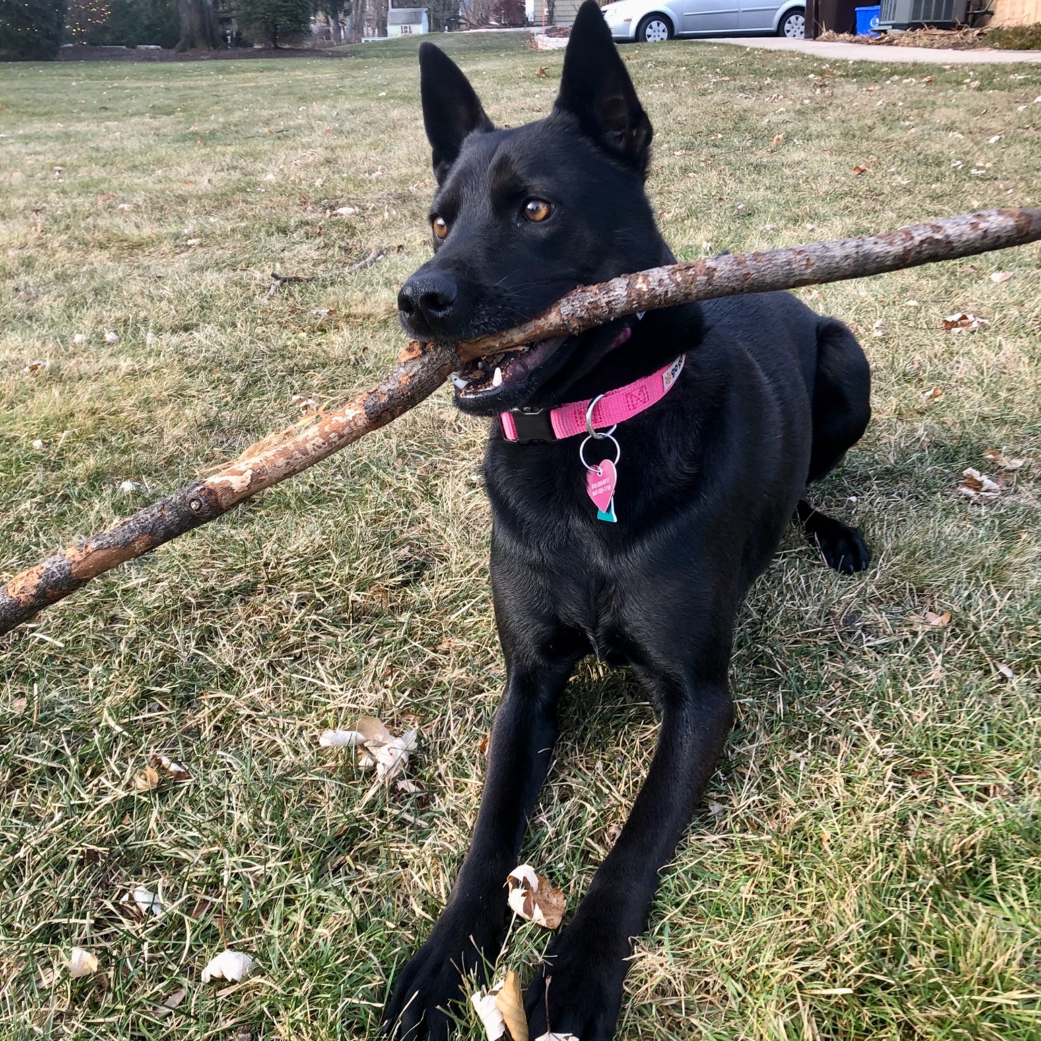 Vashka, a dog Christy has cared for