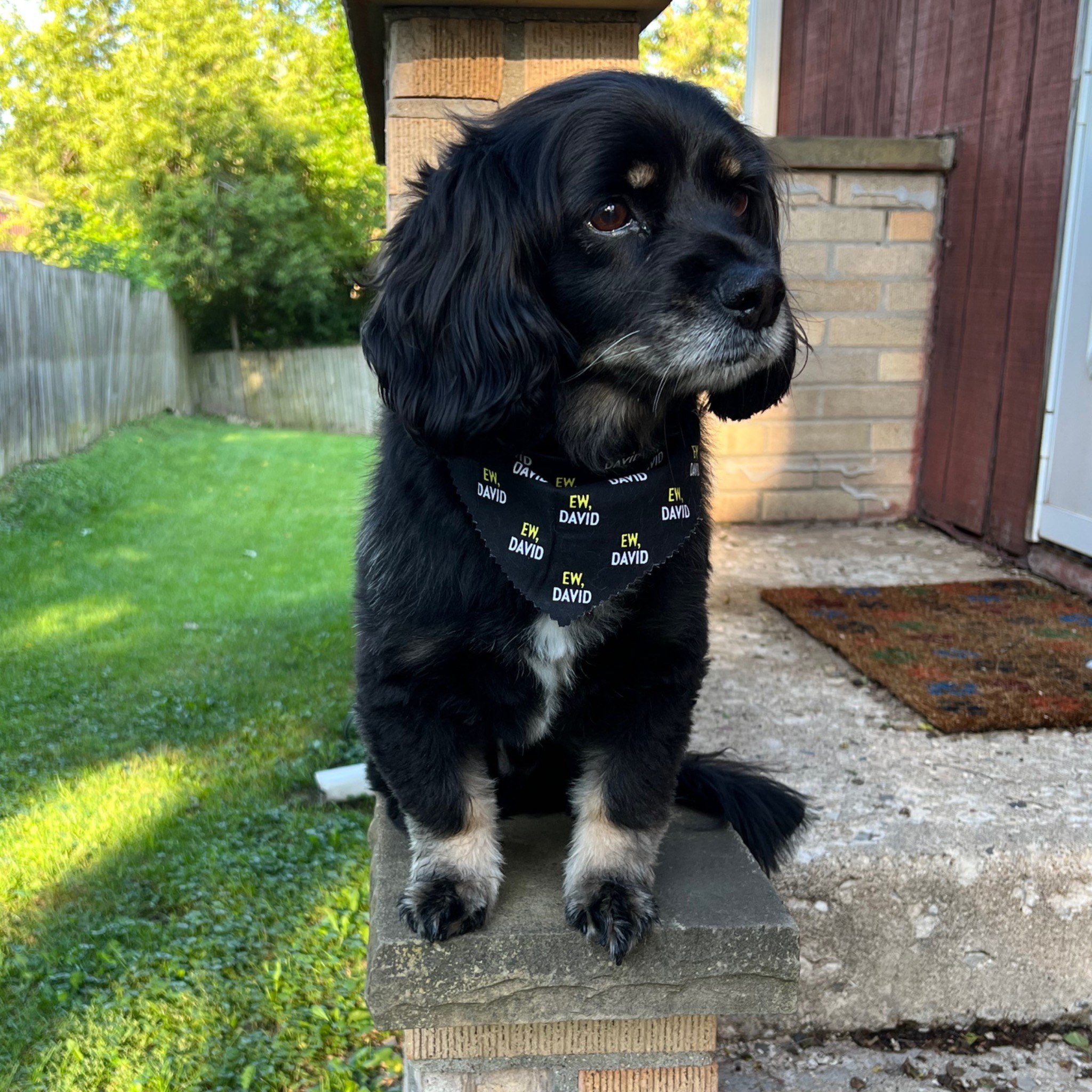 Guster quietly observing from his favorite perch