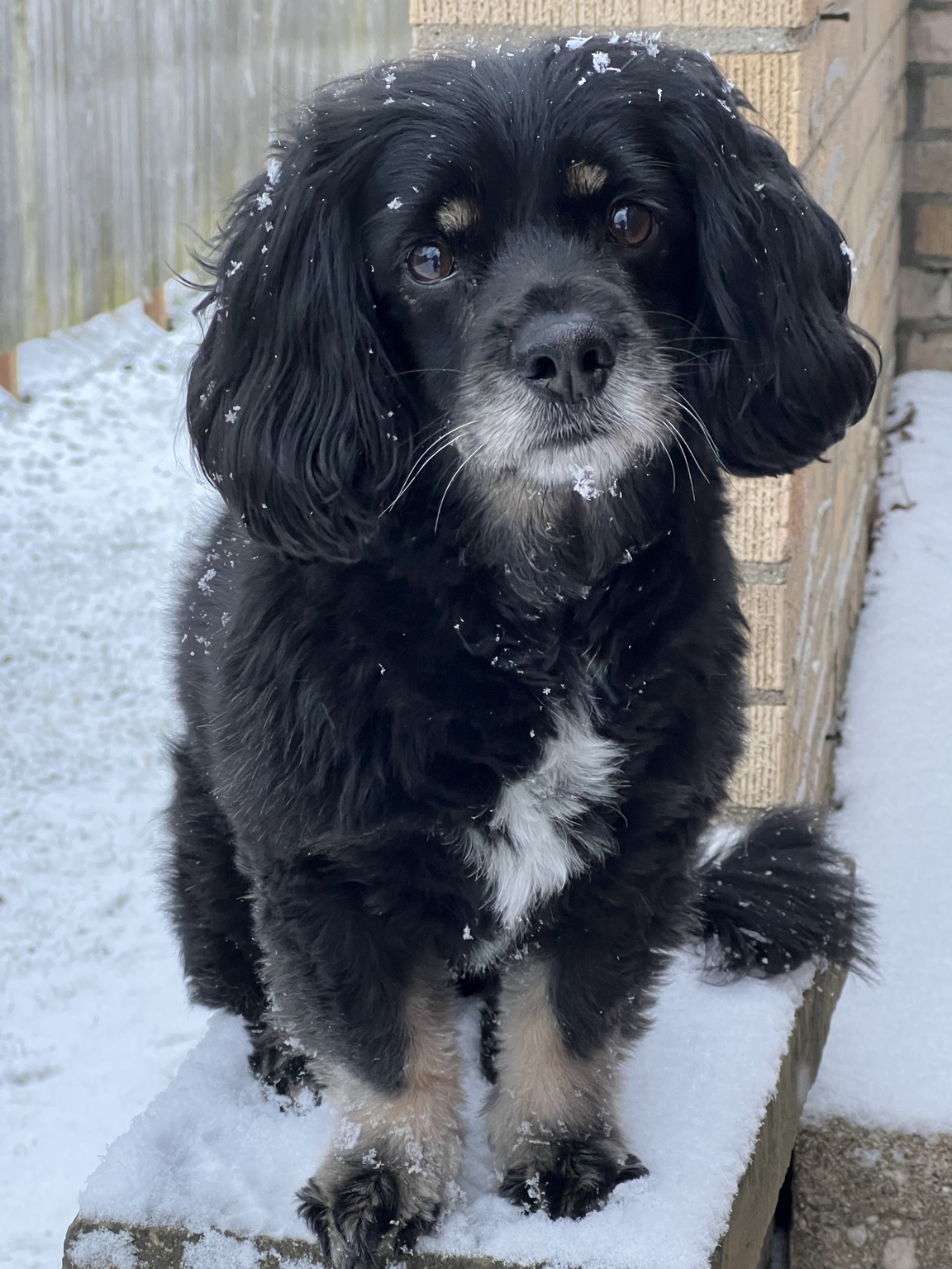 Guster with snowflakes in his fur