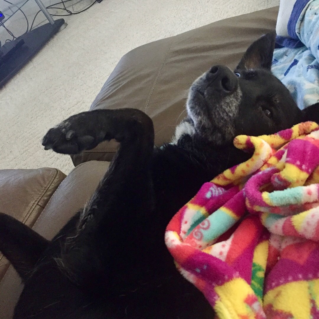 Holly relaxing belly-up under a colorful blanket